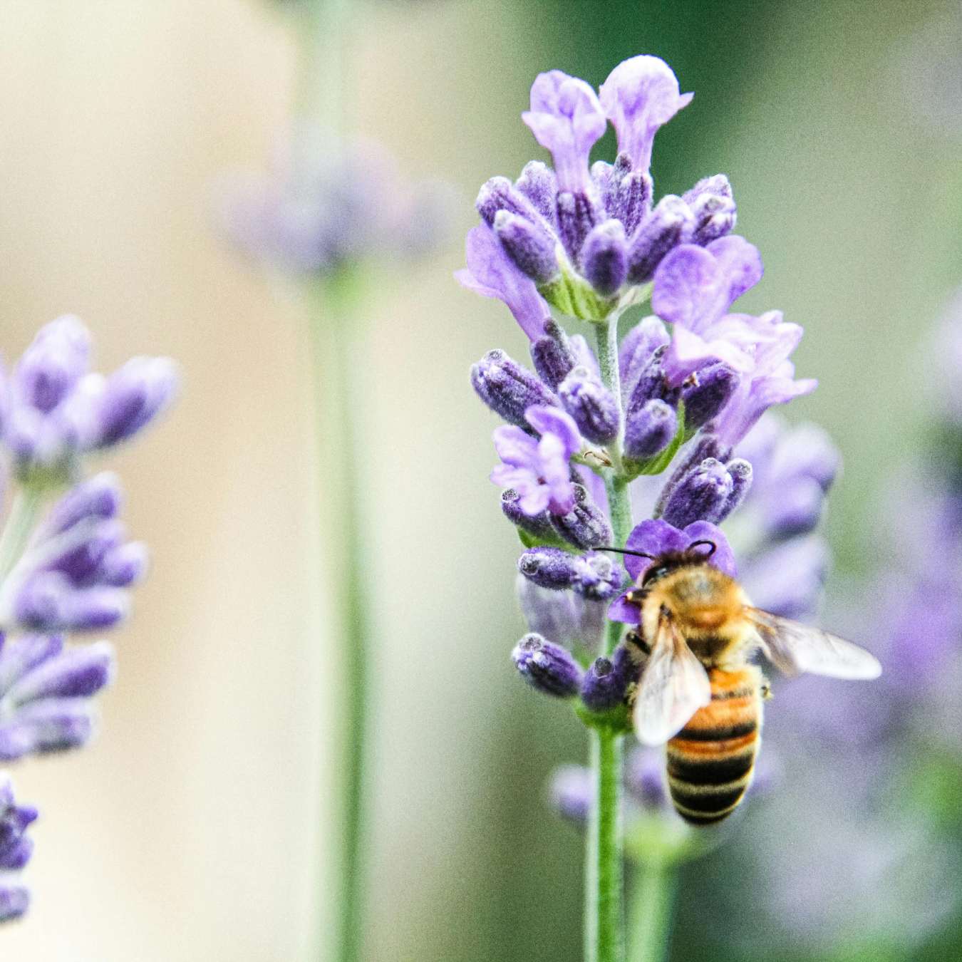 Das Geheimnis im Bienenstock: Warum Propolis 3.000 Jahre Medizingeschichte überlebt hat
