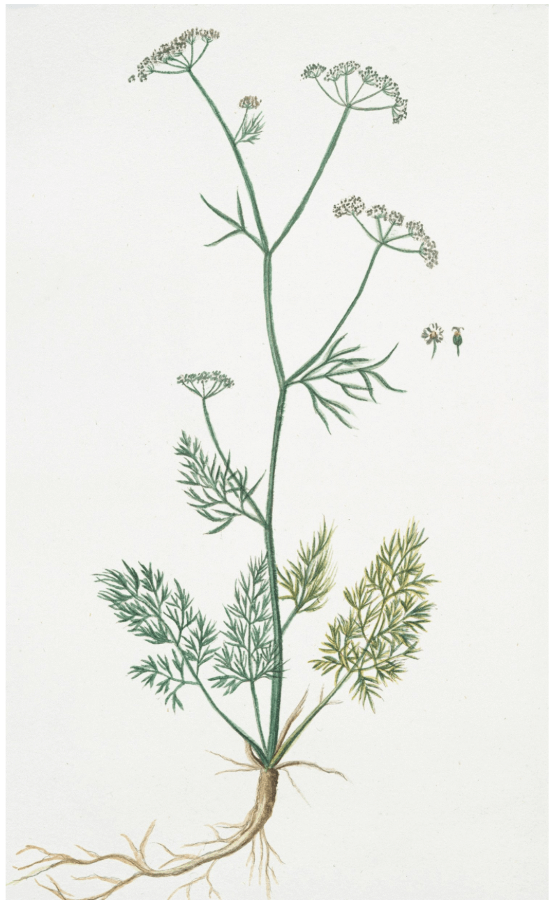 Illustration of Schwarzkümmelöl plant highlighting seine gesundheitlichen Vorteile.