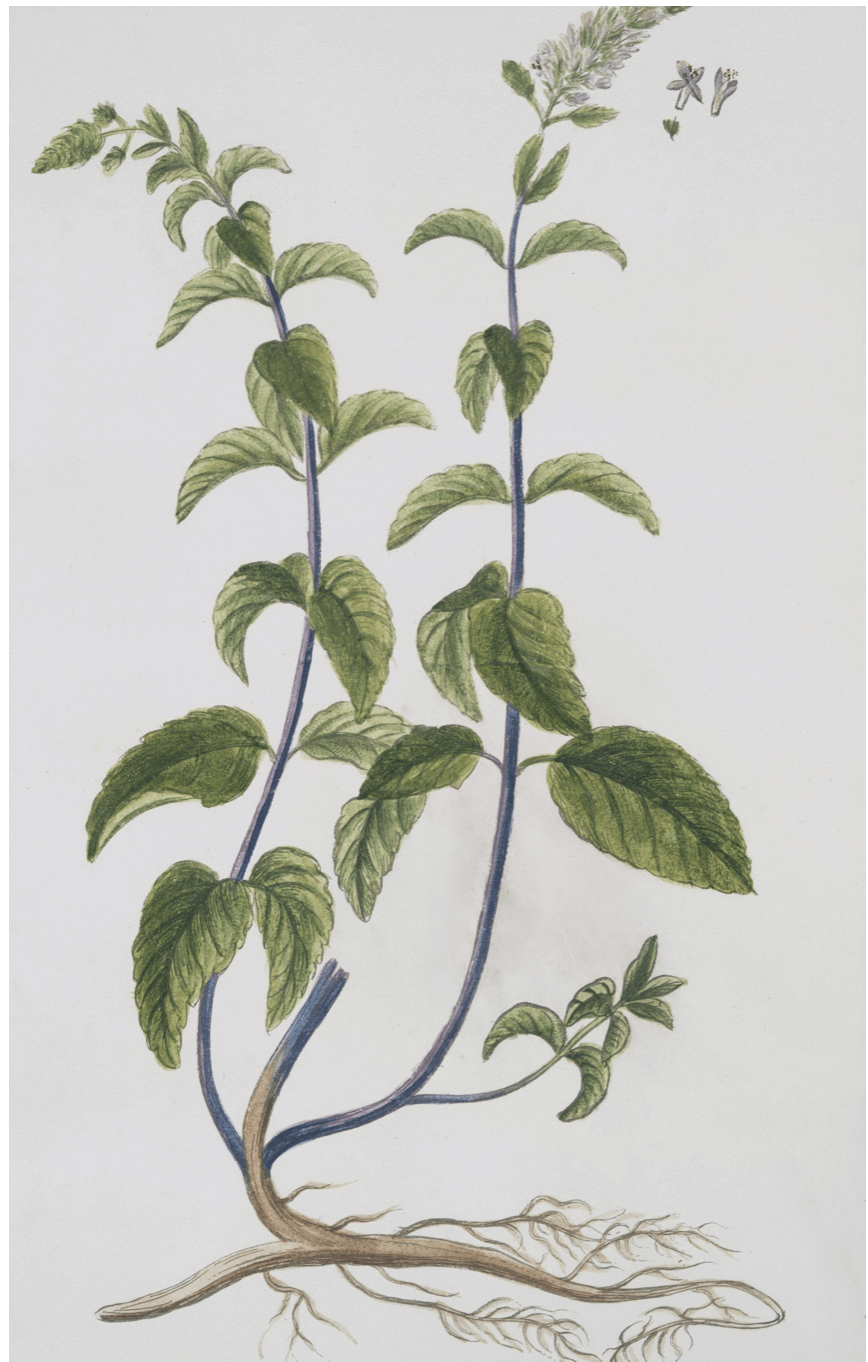 Illustration of Lebertee plant, highlighting its leaves and roots for Lebertee für Lebergesundheit benefits.