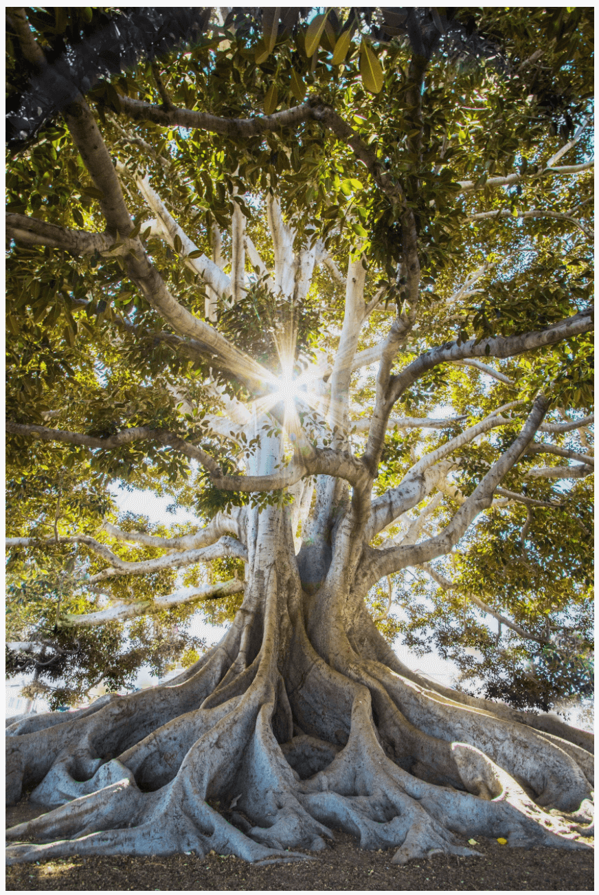 Ganzheitliches Konzept: 8 Faktoren, die Ihr Leben verlängern, und 4, die es verkürzen
