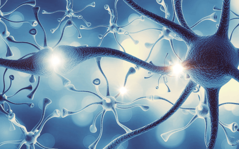 Neurotransmitter und Hormone - ORY Analysis