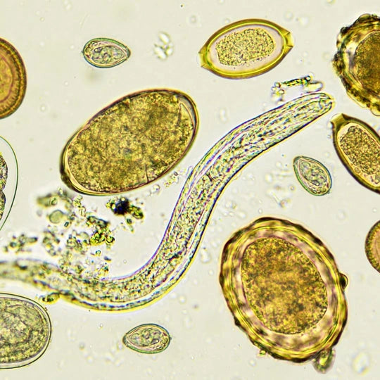 Parasiten im Darm