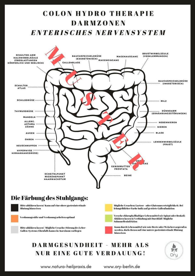 Gut zones poster