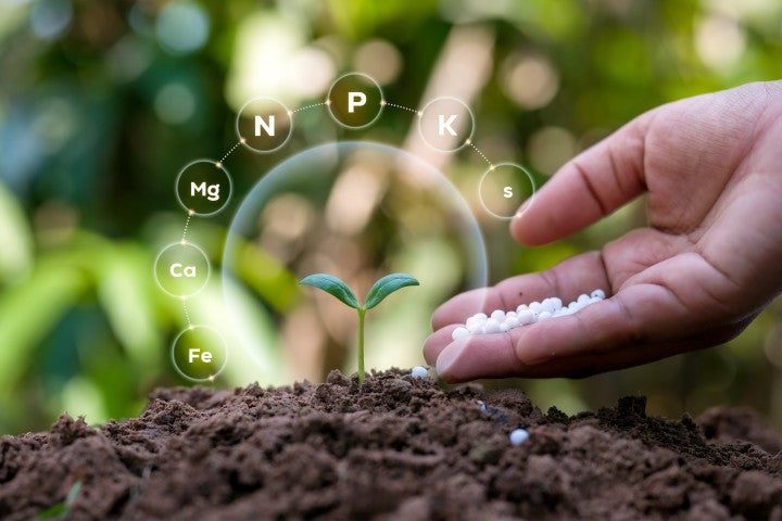 Nutrient Supply – The Energy Source for Body and Mind