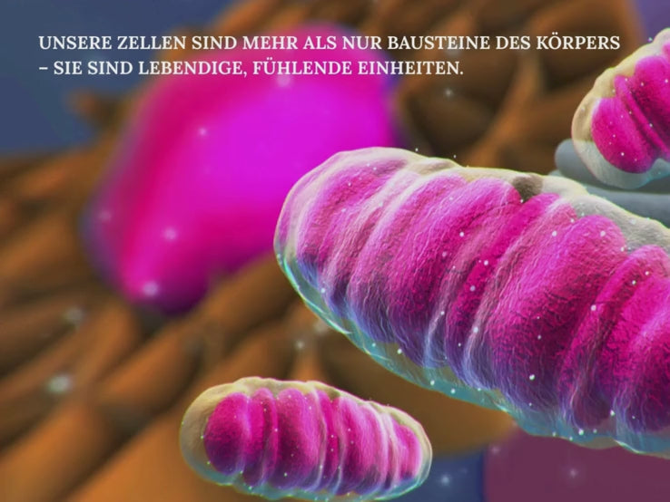 Video laden: 